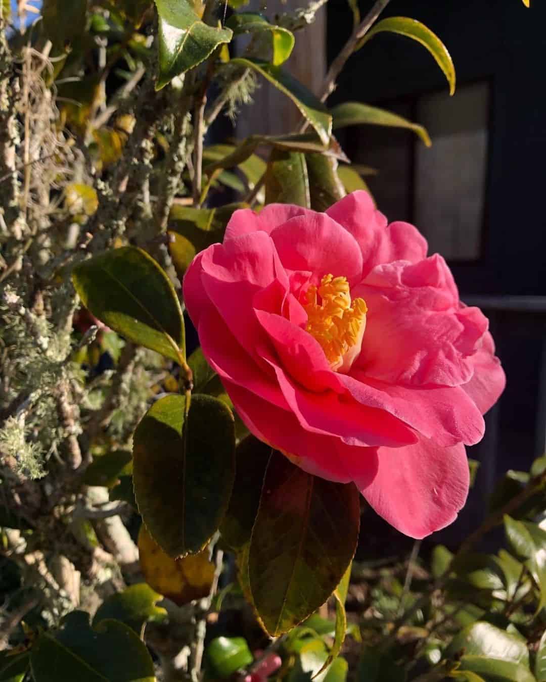 FSM Flower bloom